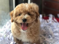 BAL KÜPÜ MALTİPOO MÜBAREK (uygun)