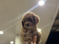 Toy poodle yavrularımız yeni yuvasını arıyor