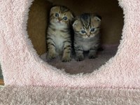 Safkan scottish fold doll face yavrularimiz