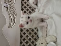 Safkan British Shorthair