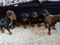 ÜST SEVİYE DOBERMAN YAVRULARI