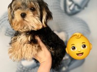 Sevimli Yorkshire terrier erkek yavru