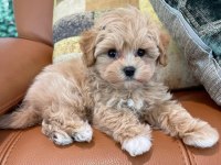 Ruhsatlı işletmeden garantili mini bebek yüzlü maltipoo