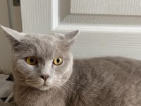 2 yaşında british shorthair sahiplendirme
