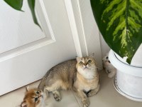 Tarifsiz güzellikte 2 scottish fold / straight yavru
