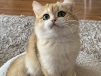 Safkan British Shorthair erkek yavru
