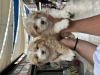 A kalite sağlıklı maltipoo