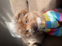 Safkan renkli gözlü güzel yüzlü teacup toy poodle