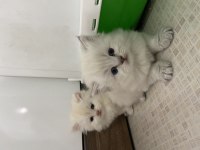 GÜZEL YAVRULARIMIZ YUVALARINI ARIYOR BRİTİSH SHORTHAİR
