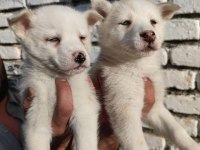 A kalite orijinal husky Sibirya yavrular