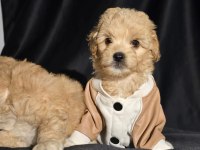 Orjinal Teacup Maltipoo Yavrular