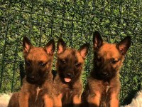Orjinal Belçika malinois yavrular