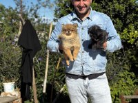 Morkie yavrular
