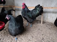 BLACK AUSTRALOP KULUÇKALIK YUMURTA & CİVCİV