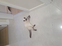 British shorthair blue point dişi yavru