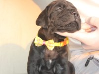 A SCR KIF-FCI KAYITLI CANE CORSO YAVRULAR