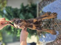Safkan Orjinal Estetikli Kızıl Doberman Yavrular