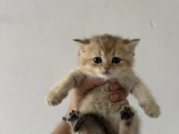 Safkan British Shorthair Yavrularımız