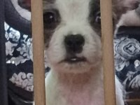 Yeni french bulldog yavrularımız sahiplerini bekliyorlar