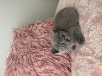 British Shorthair 40 Günlük Dişi