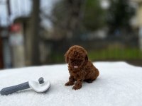 Kore ve toy poodle teacup bebekler