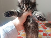 Yavru british longhair kedisi