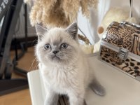 Safkan british blue point