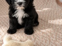 Maltipoo yavrular