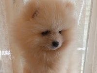 Pomeranian Boo
