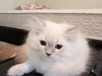 Uyguna Brittish Longhair Acil 2 Aylık Erkek