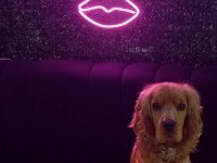 Köpeğimiz papi ücretsiz sahiplendirilecektir
