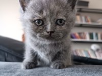 Yavrularımız scottish fold