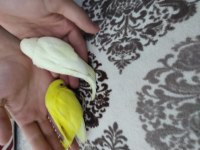 Sağlıklı yeni yeme düşmüş yavru muhabbet kuşları