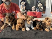 Petmode köpek çiftliğinden tea cup morkie yavrular