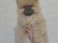 Pomeranian ayı surat
