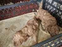 Toy Poodle Yavru