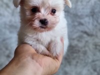 Kar Beyaz Maltese Bebekler