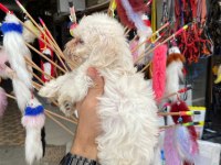 2 AYLIK MALTESE TERRİER