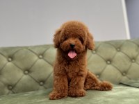 KORE RED BROWN ERKEK TOY POODLE YAVRUMUZ