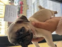YENİ PUG BEBEK KÖPEKLERİ