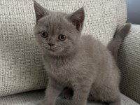 2 aylık British Shorthair Yavru Kediler