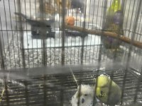 Çok güzel renkli japones ve kırık jumbo çift muhabbet kuşu