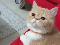 EV KEDİMİZ YAVRUSU İLE SAHİPLENDİRİLECEK
