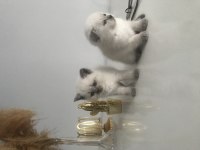 Güzel scottish fold bebekler yeni yuvalarını arıyor