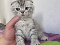 Top kafa scottish fold yavrularımız