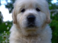 Golden Retriever Yavrular Canlı Görerek Alabilirsiniz