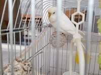 1 TAKIM EŞLİ MUHABBET KUŞU