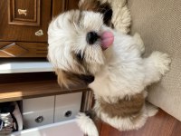 2 aylık mini boy shih tzu eşsiz göz yapısı