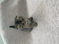 Saf ırk anneden secereli yavrumuz scottish fold