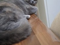 Ücretsiz Sahiplendirilecek 7 Aylık British Shorthair